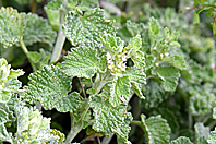 Marrubium vulgare Marrubium vulgare